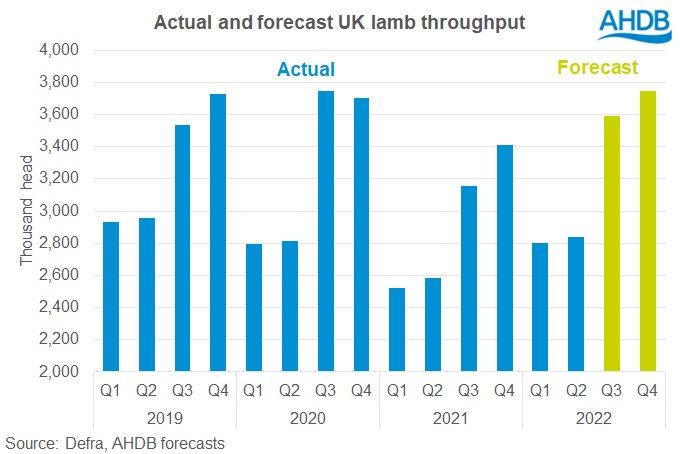 lamb throughputs 2022 forecast